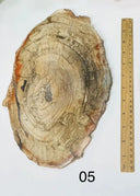 Petrified Wooden Platter - 05