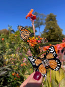 Hand-painted Mini Monarch Butterfly Claw Hair Clip | Eco-Friendly: Orange