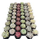 Rosettes Succulents
