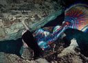 Mermaid Handbook, The:Carolyn Turgeon