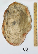 Petrified Wooden Platter - 03