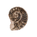 Split Polished Ammonite